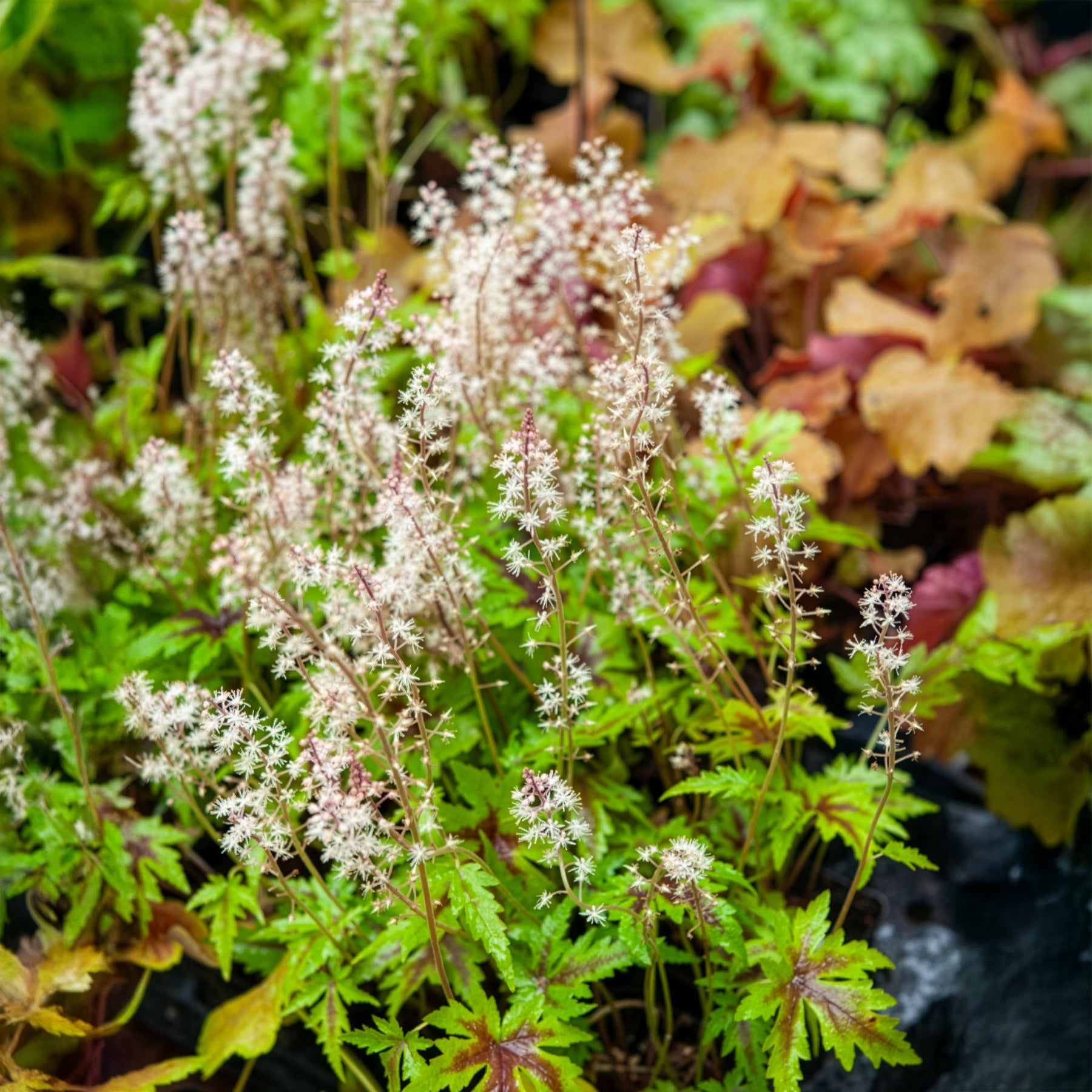 Zipfelblättrige Schaumblüte Sugar and Spice - Tiarella Sugar and Spice - Bakker