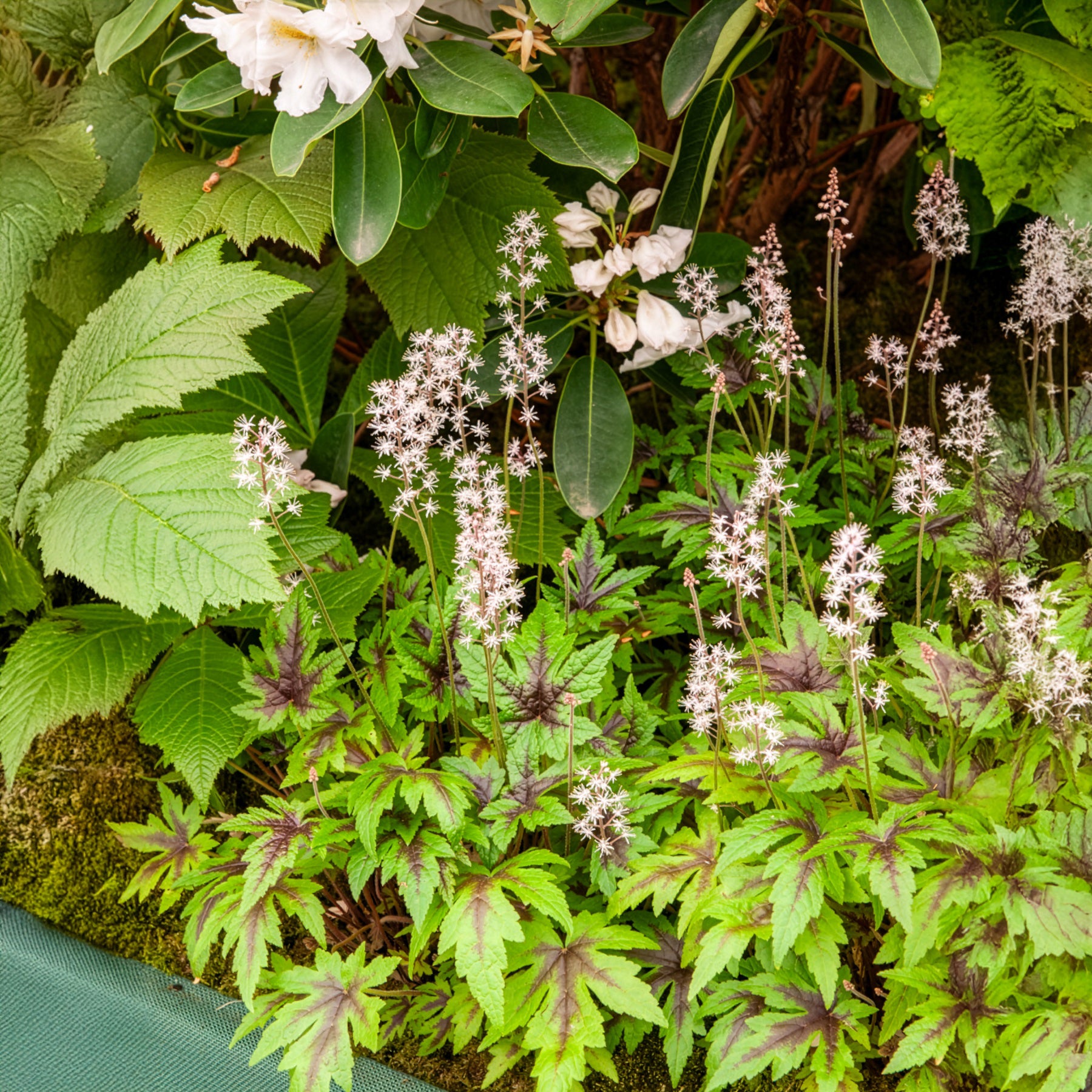 Zipfelblättrige Schaumblüte Sugar and Spice - Bakker