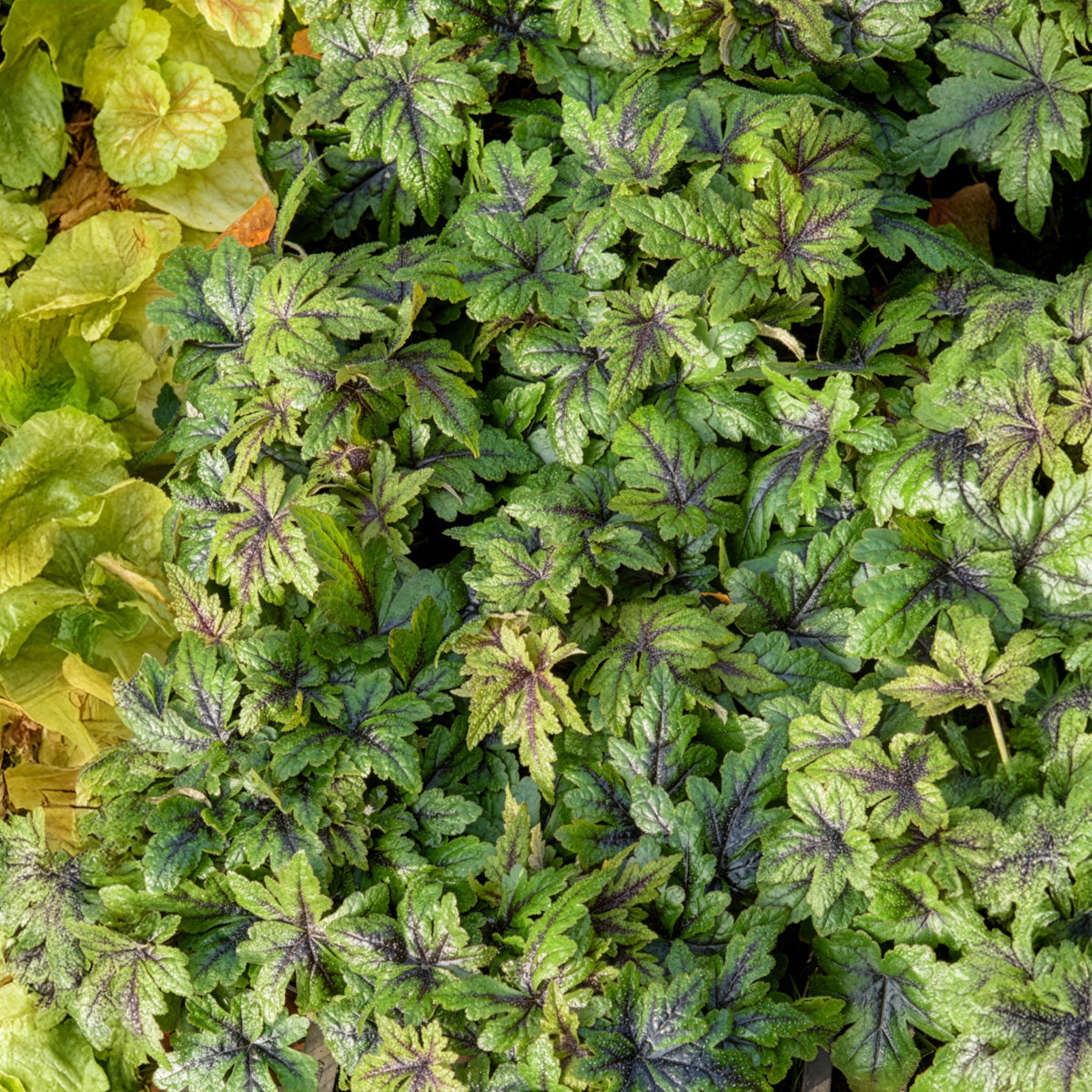 Tiarella Sugar and Spice - Zipfelblättrige Schaumblüte Sugar and Spice - Tiarella - Schaumblüte