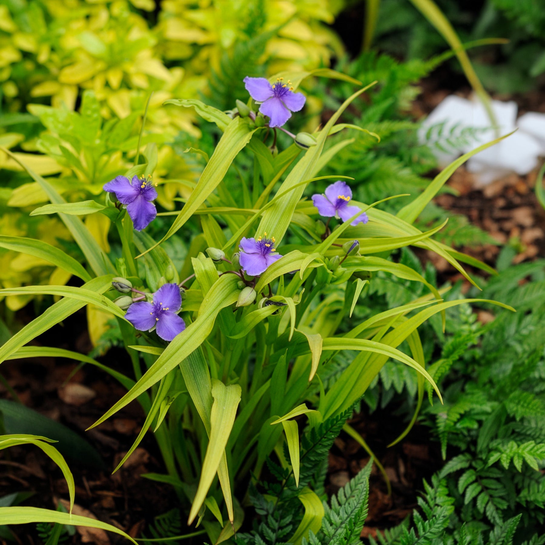 Dreimasterblume Sweet Kate - Tradescantia ( andersoniana group ) sweet kate - Bakker