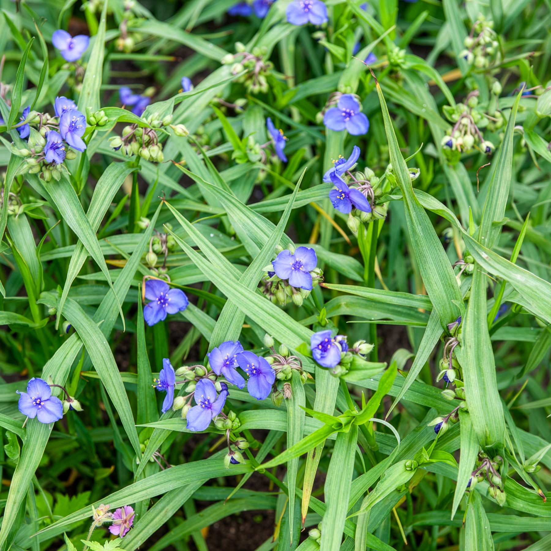 Stauden - Dreimasterblume Sweet Kate - Tradescantia ( andersoniana group ) sweet kate