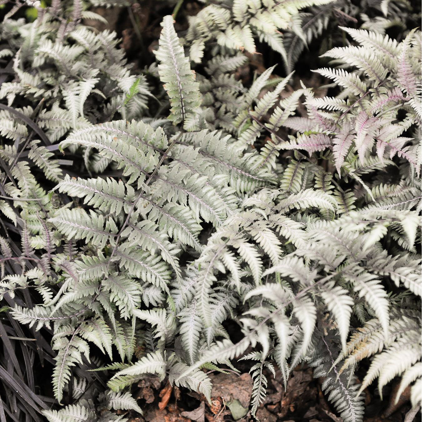 Gemalter Farn Burgundy Lace - Athyrium niponicum burgundy lace - Bakker