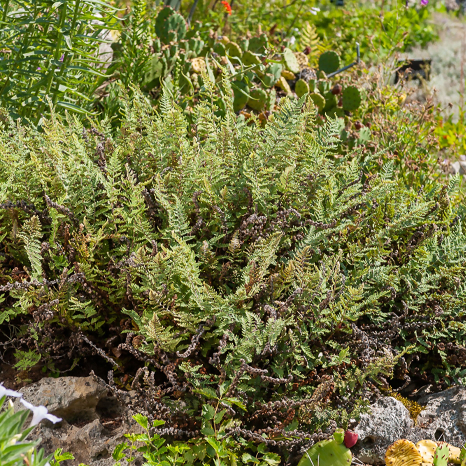 Haariger Pelzfarn - Cheilanthes lanosa - Bakker