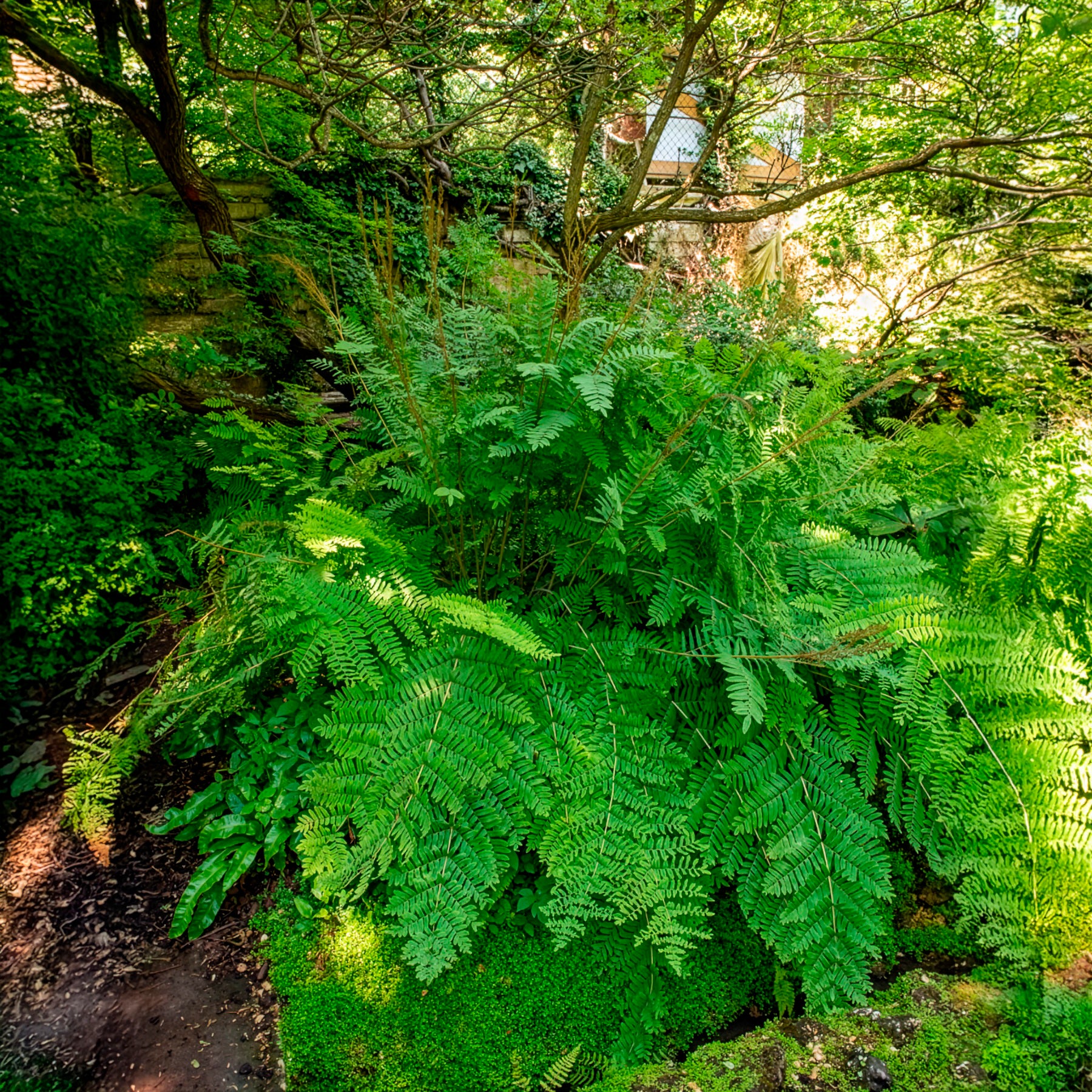 Verkauf Königlicher Osmonde - Osmunda regalis
