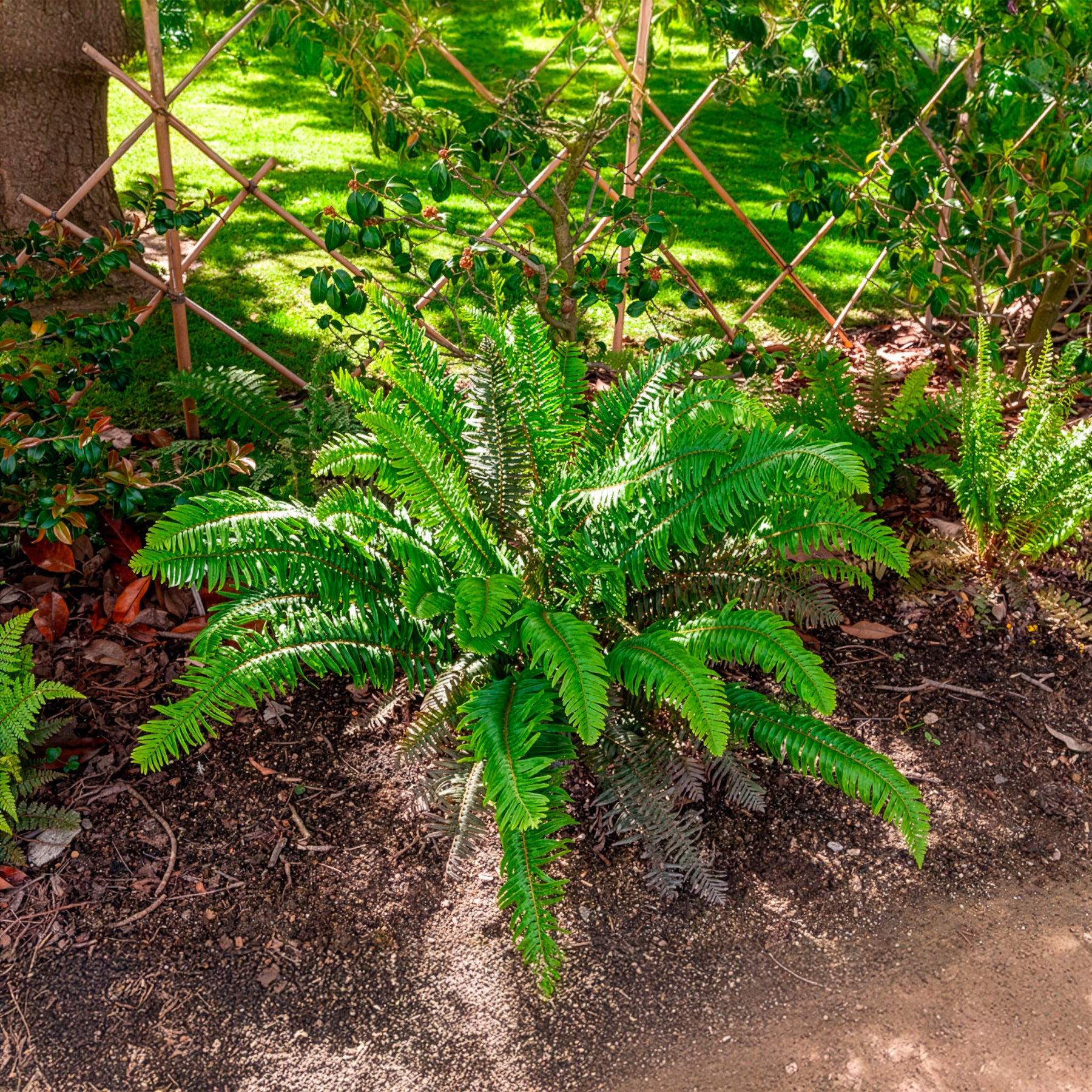 Stauden - Westlicher Schwertfarn - Polystichum munitum