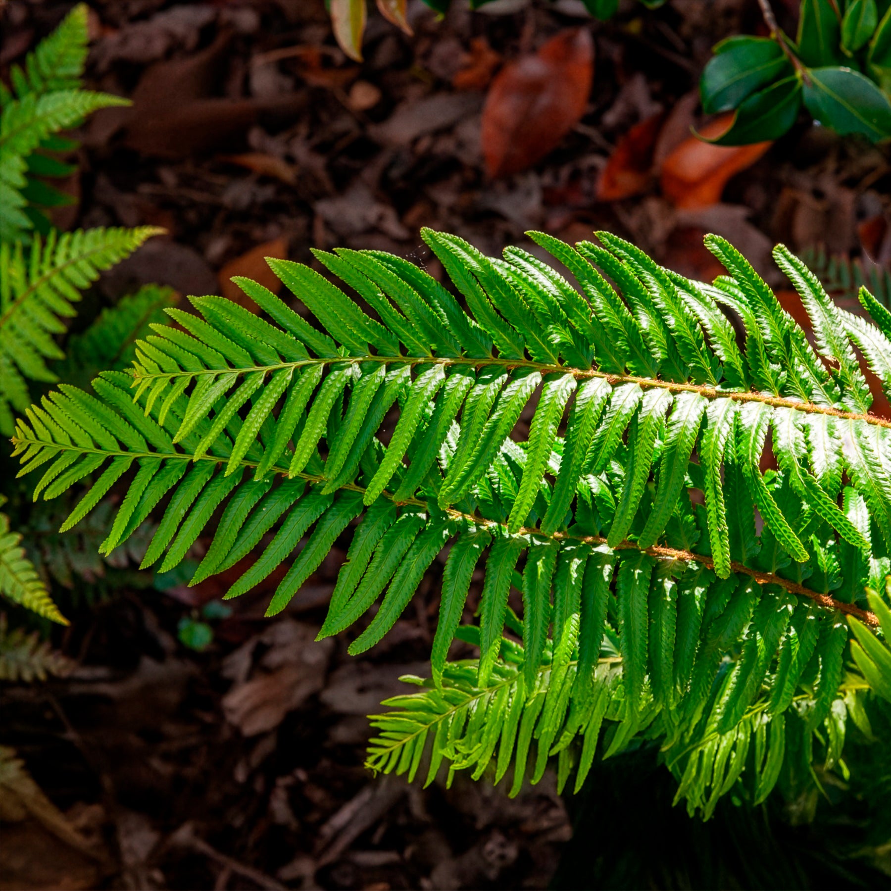 Verkauf Westlicher Schwertfarn - Polystichum munitum