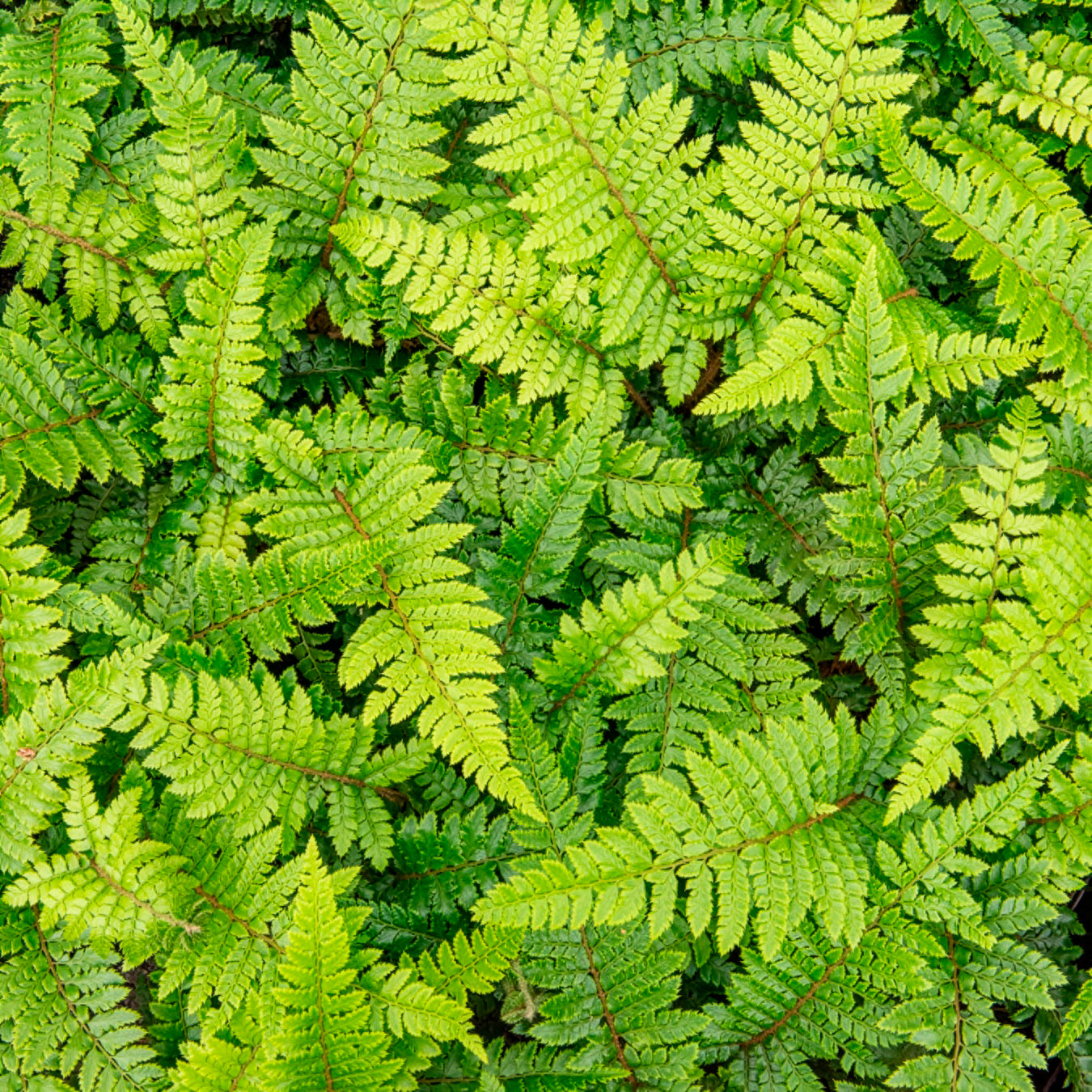 Farne - Japanische Aspidie Bärentatzen - Polystichum polyblepharum