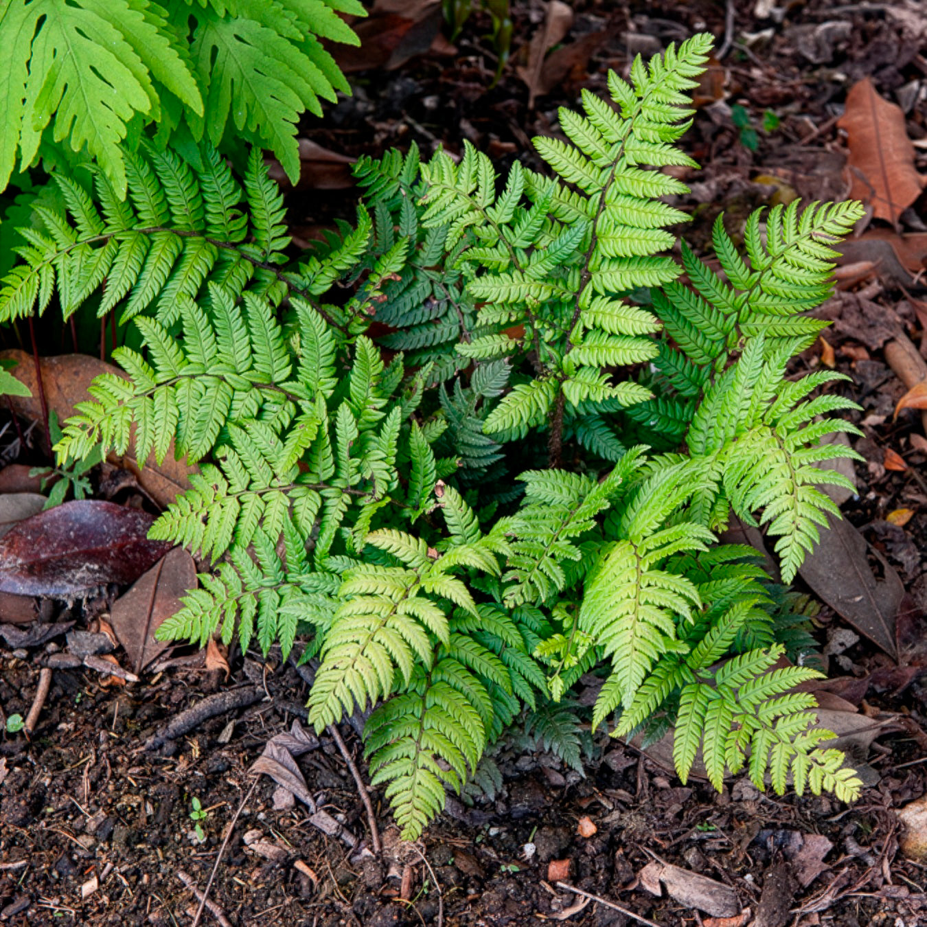 Polystichum rigens - Steifer Schildfarn - Farne