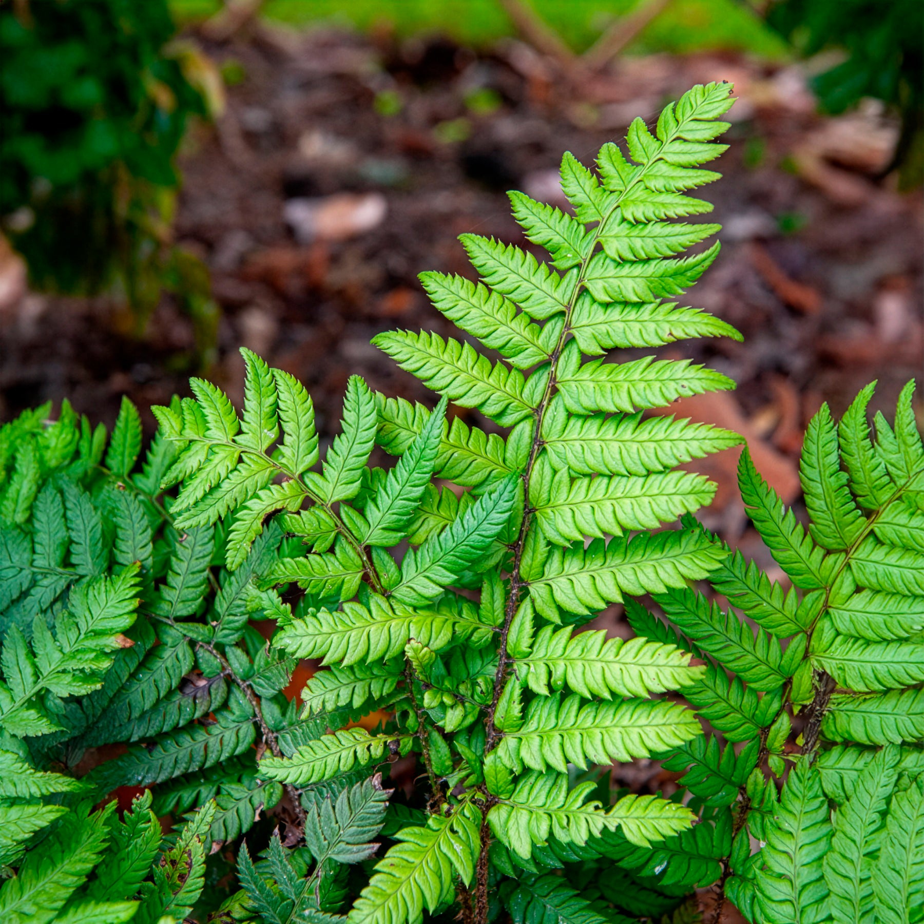 Farne - Steifer Schildfarn - Polystichum rigens
