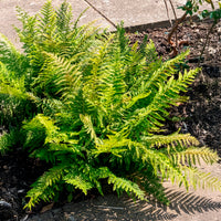 Grannen-Schildfarn - Polystichum setiferum - Bakker