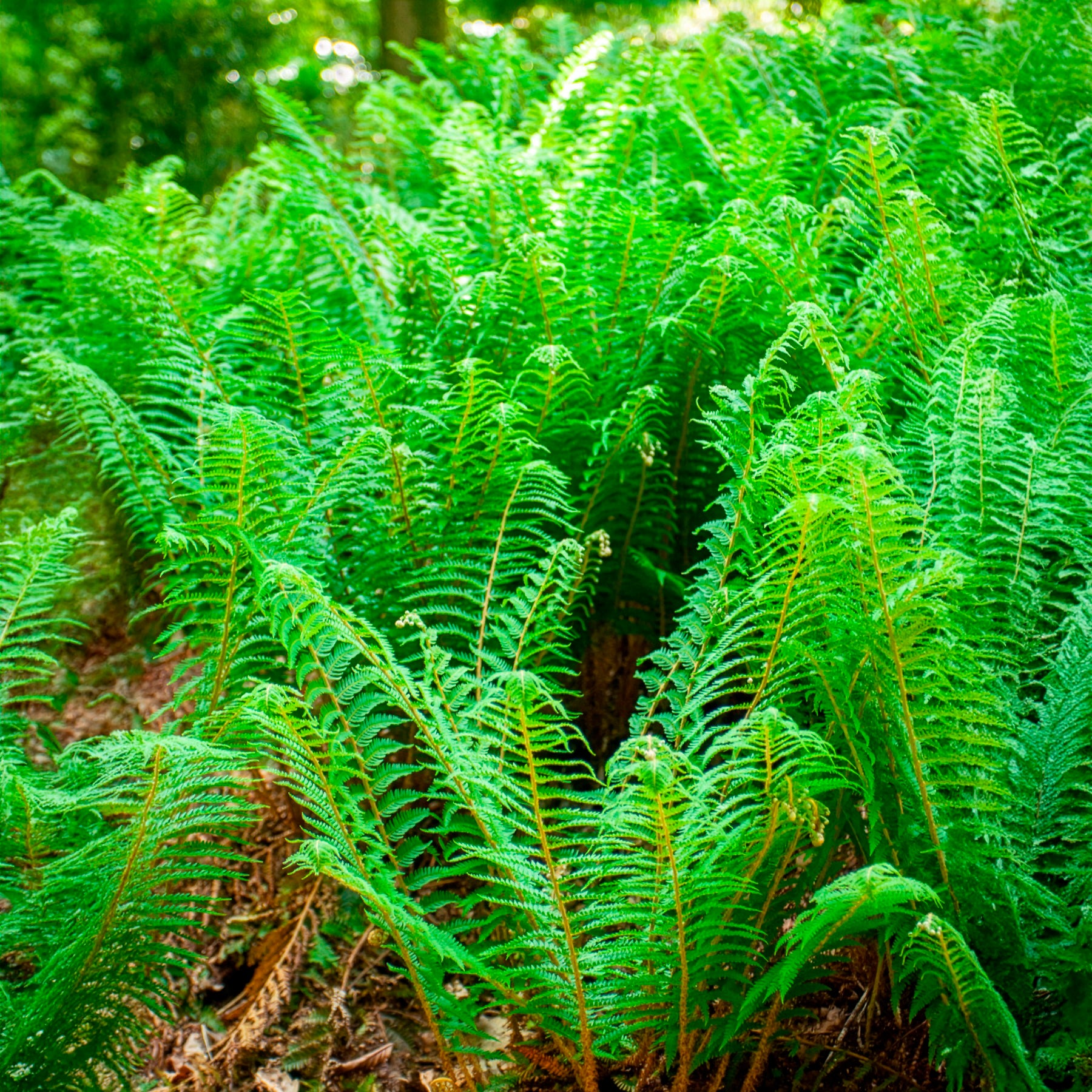Schwertfarn ‘Dahlem’ - Polystichum setiferum Dahlem - Bakker