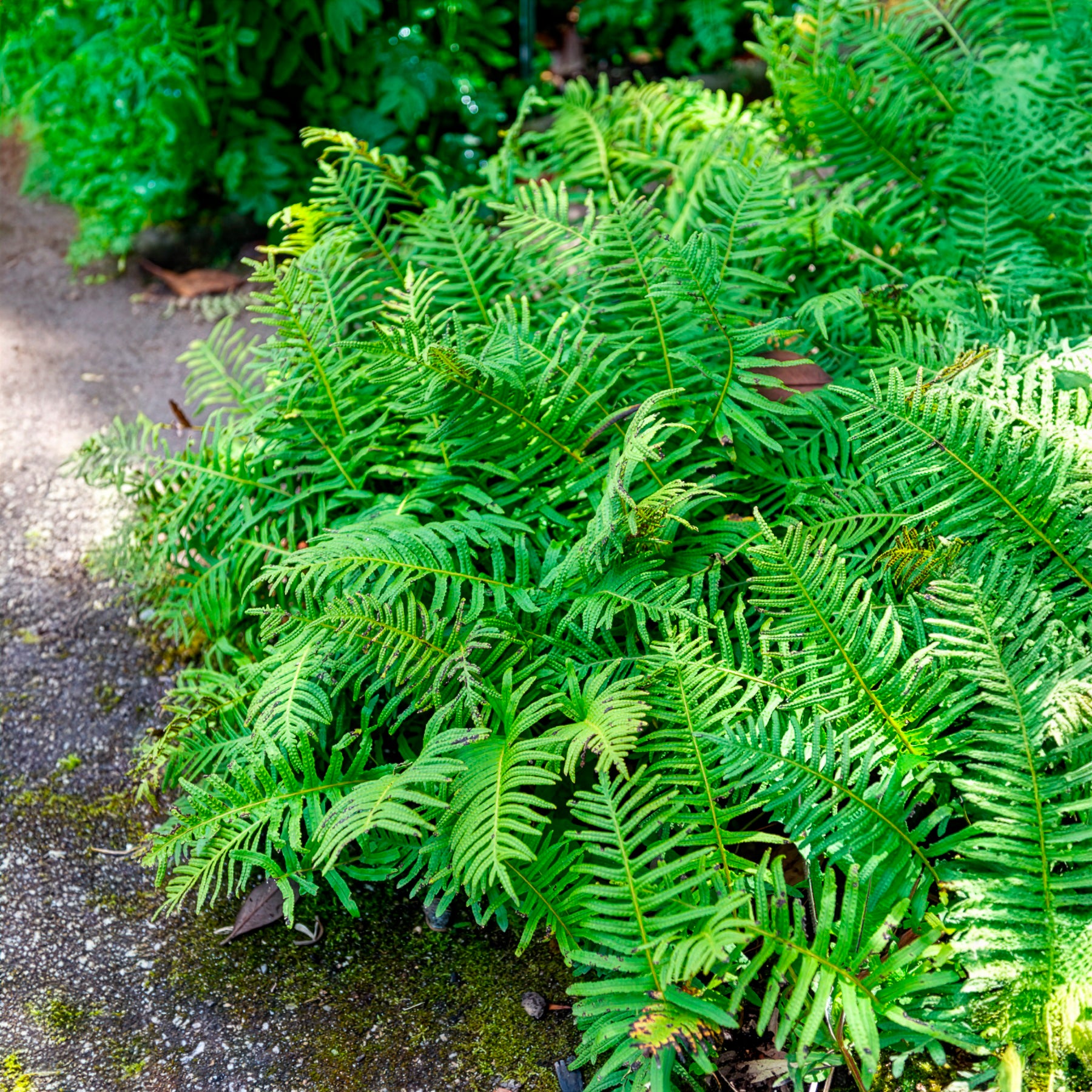 Polypodium vulgare - Tüpfelfarn - Farne