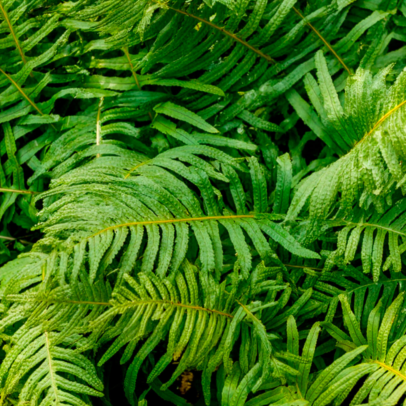 Tüpfelfarn - Polypodium vulgare - Bakker