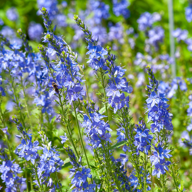 Veronica austriaca Royal Blue - Großer Ehrenpreis Royal Blue - Veronica