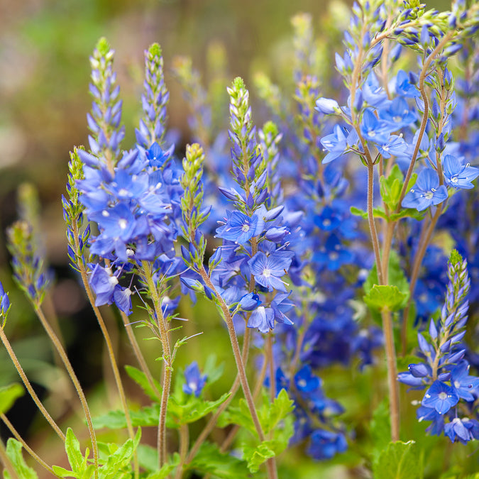 Großer Ehrenpreis Royal Blue - Veronica austriaca Royal Blue - Bakker
