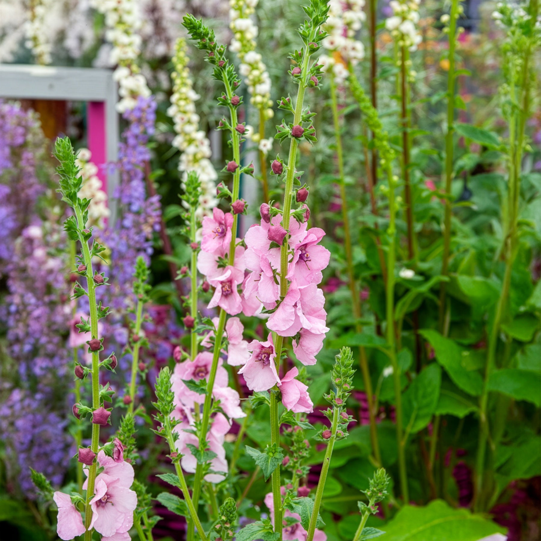 Verbascum Pink Domino - Königskerze Pink Domino - Blühende Stauden