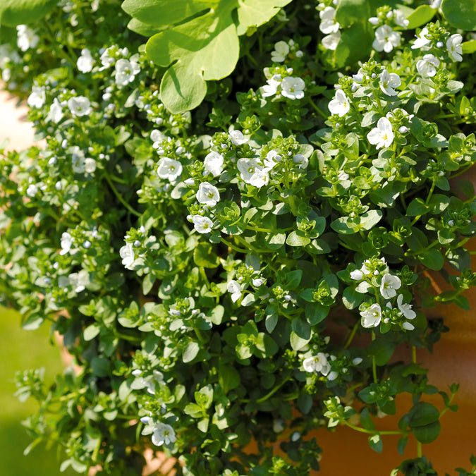 Kriechender Ehrenpreis - Veronica repens - Bakker