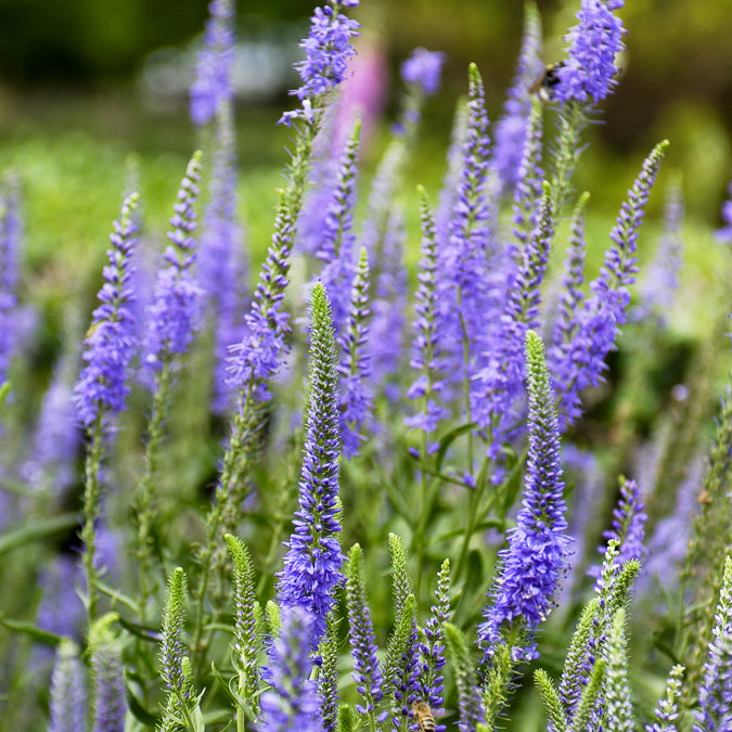 Ähriger Ehrenpreis - Veronica spicata - Bakker