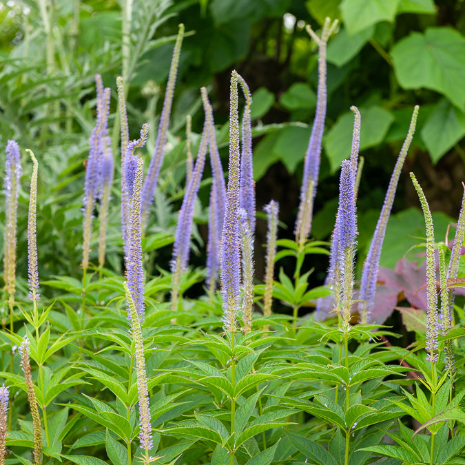 Veronika von Virginia Apollo - Veronicastrum virginicum Apollo - Bakker