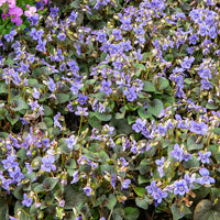 Labrador-Veilchen - Viola labradorica - Bakker