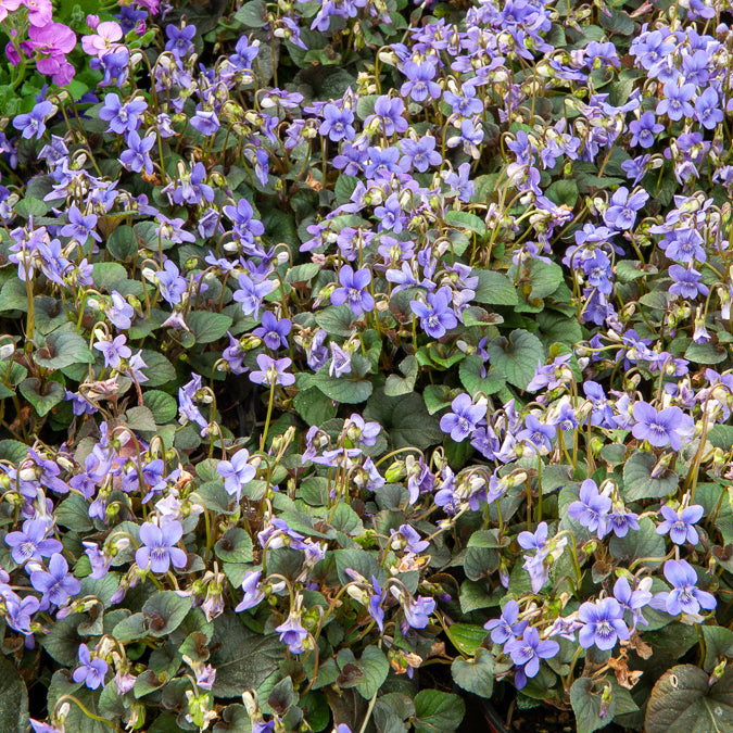 Labrador-Veilchen - Viola labradorica - Bakker