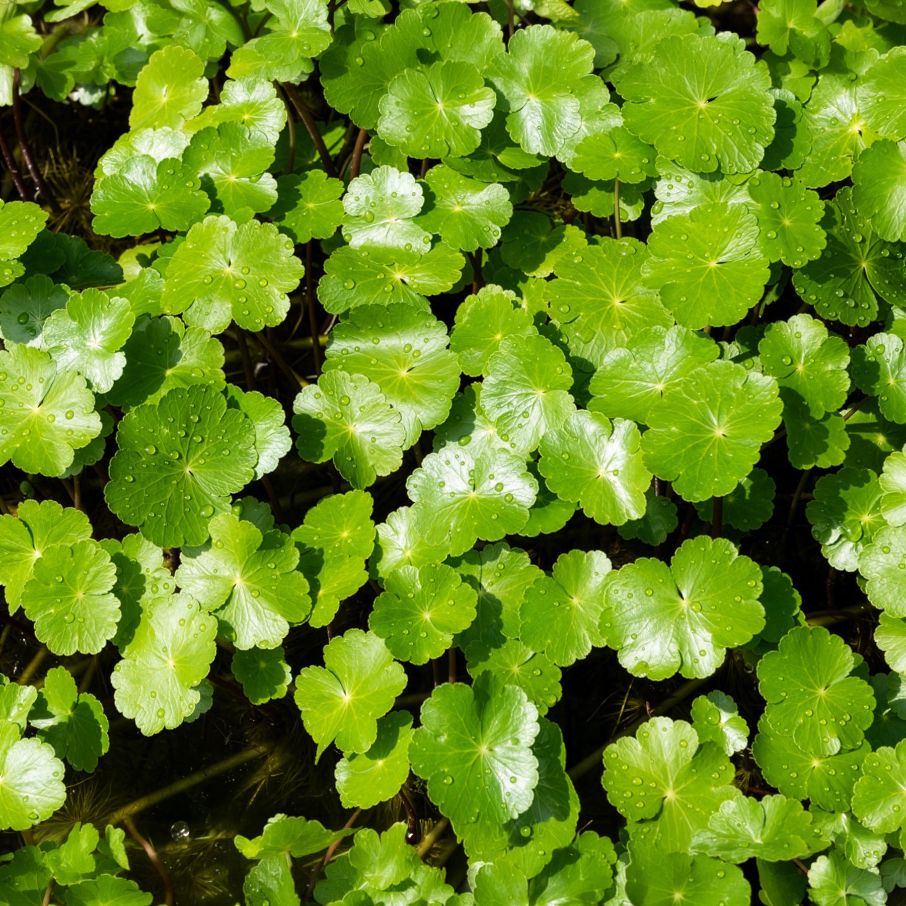 Verkauf Wassernabel - Hydrocotyle vulgaris
