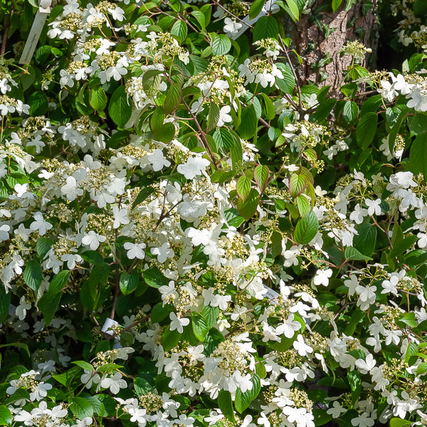 Japanischer Schneeball - Viburnum plicatum Watanabe - Bakker