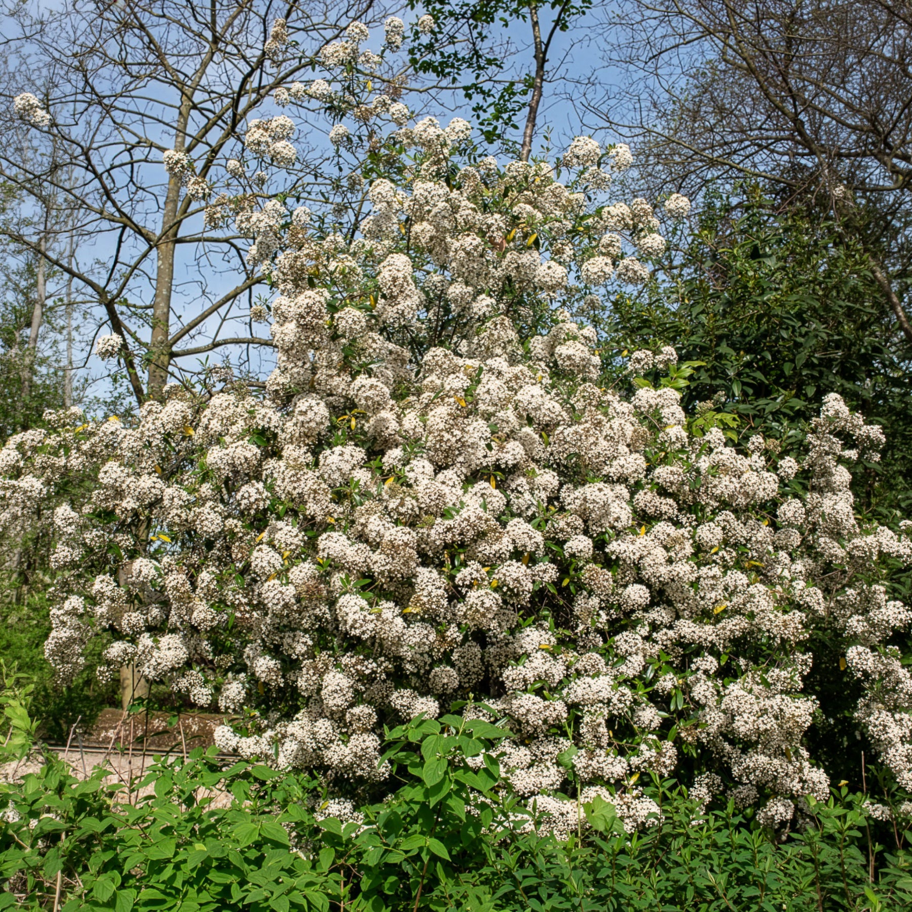Verkauf Oster-Schneeball - Viburnum burkwoodii
