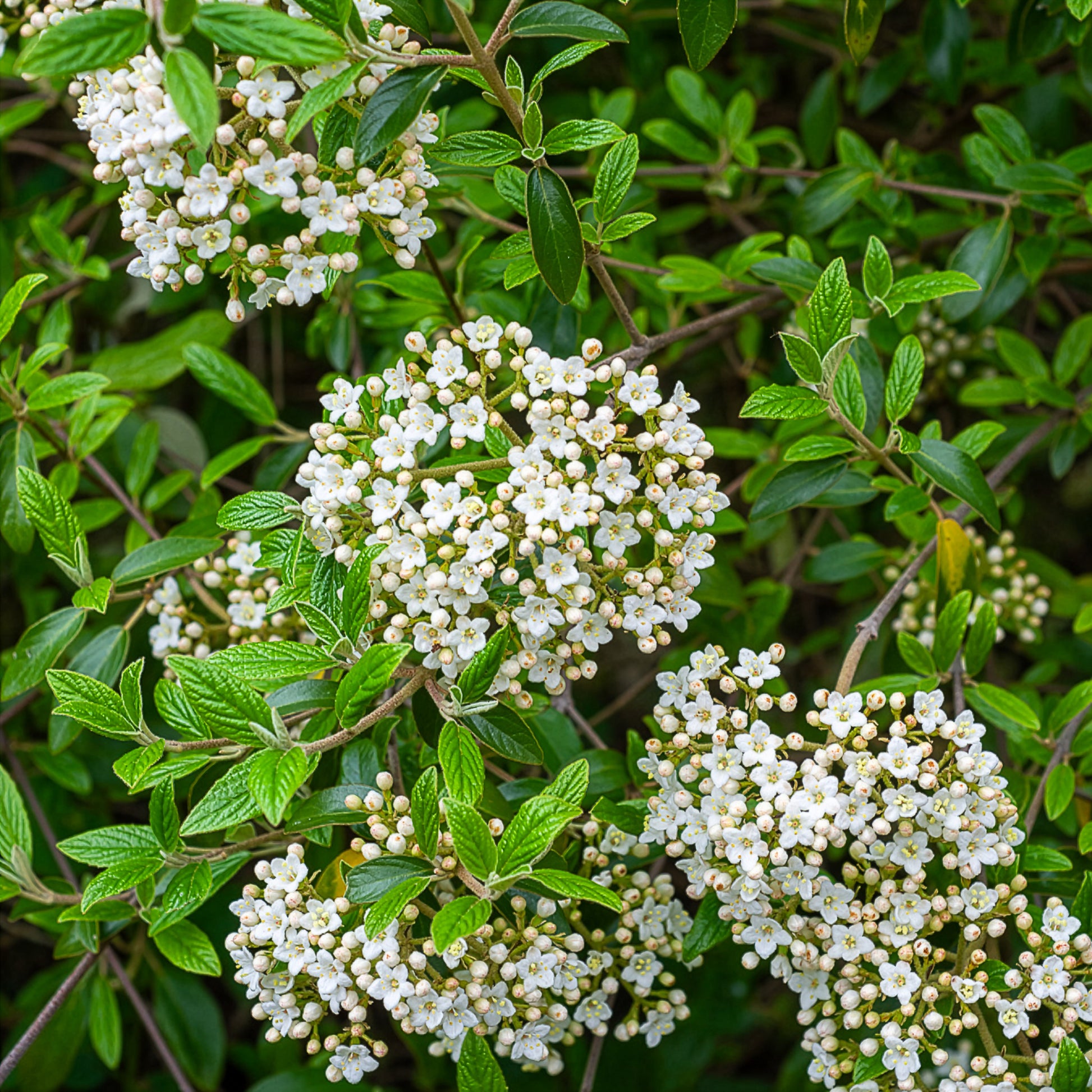 Oster-Schneeball - Viburnum - Bakker