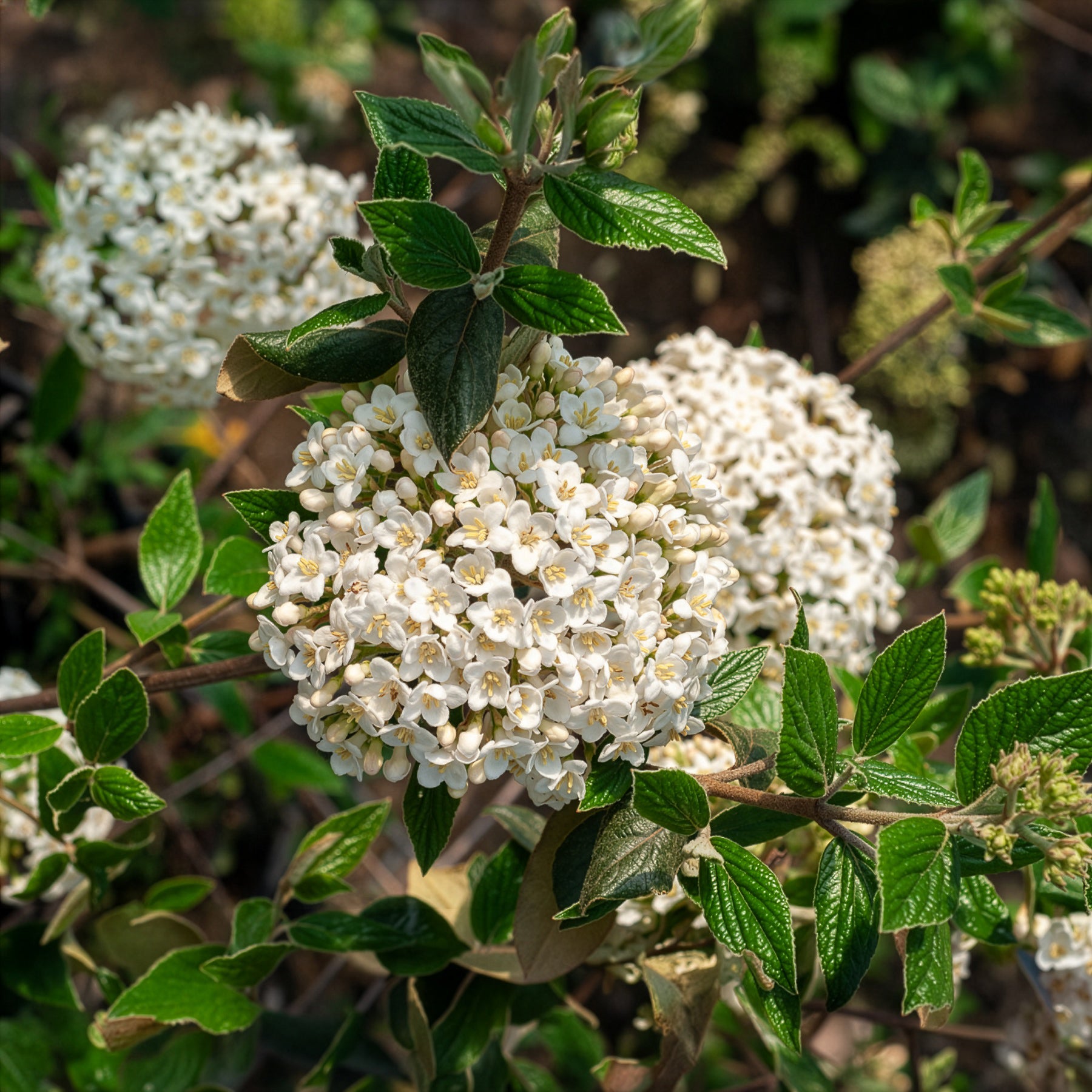 Viburnum - Oster-Schneeball - Viburnum burkwoodii