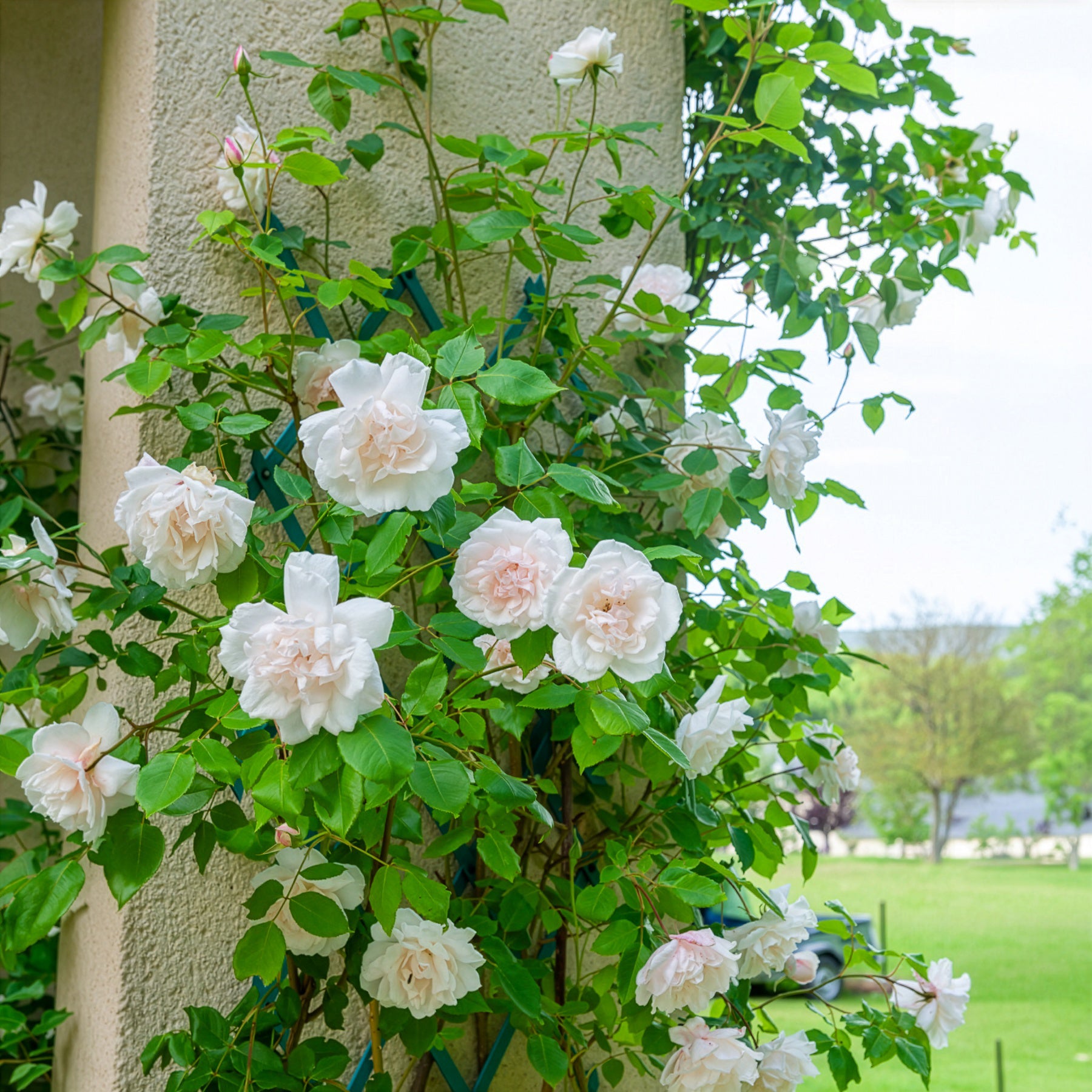 Kletterrose Madame Alfred Carrière - Rosa grimpant mme alfred carrière - Bakker