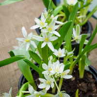 Ornithogalum balansae - Milchstern (x20) - Frühlingszwiebeln