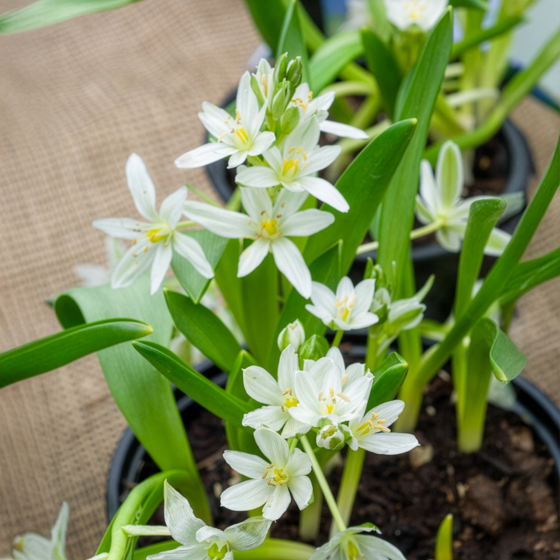 Ornithogalum balansae - Milchstern (x20) - Frühlingszwiebeln
