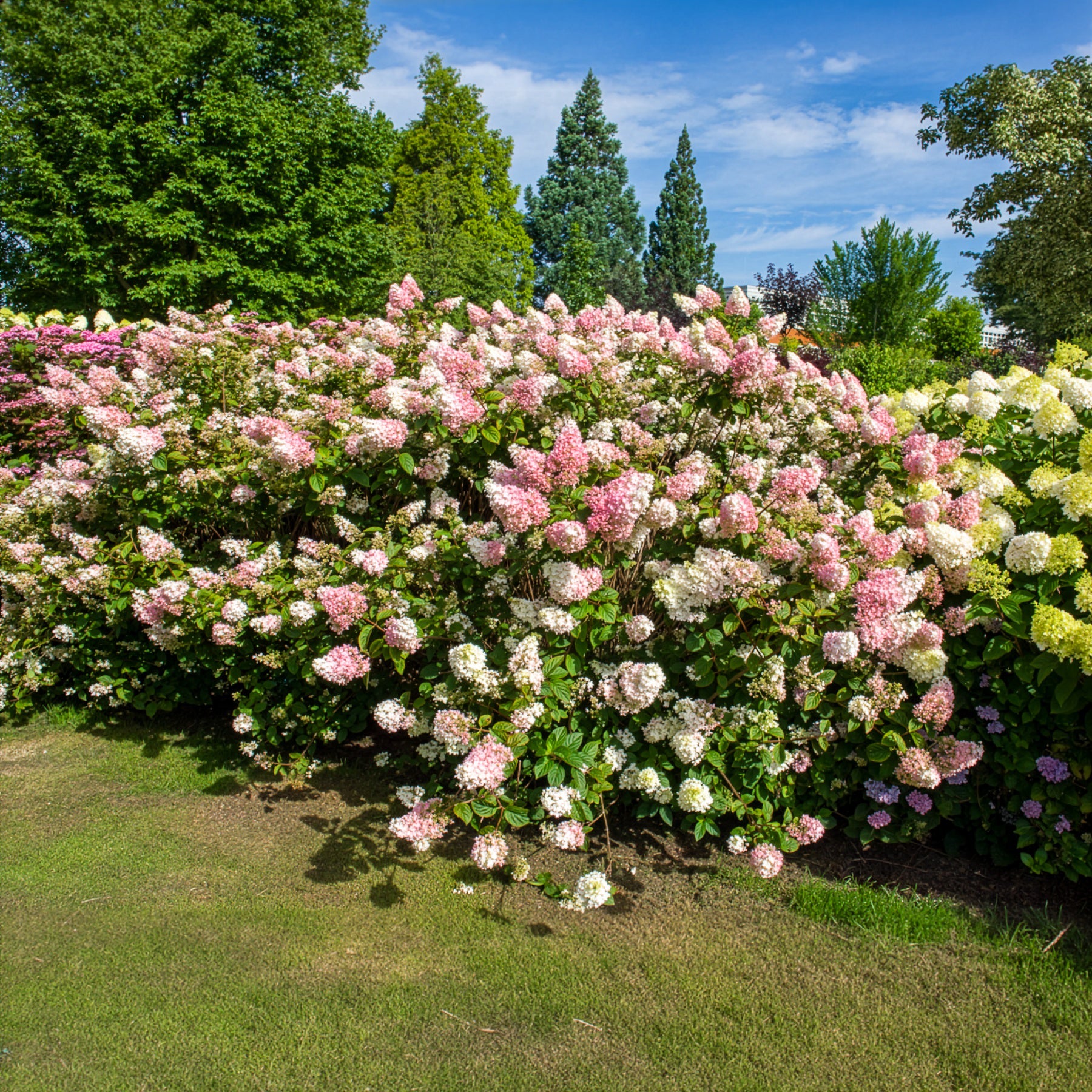 Rispenhortensie Sundae Fraise® Rensun - Hydrangea paniculata Sundae Fraise® Rensun - Bakker