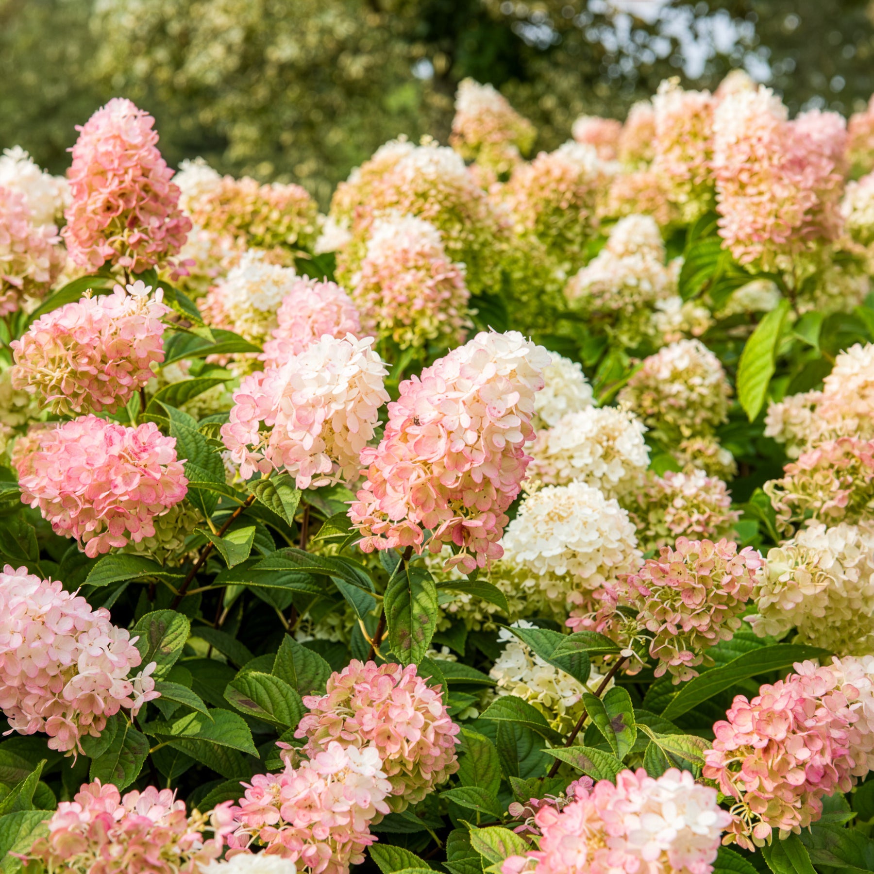 Hydrangea paniculata Sundae Fraise® Rensun - Rispenhortensie Sundae Fraise® Rensun - Rispenhortensie