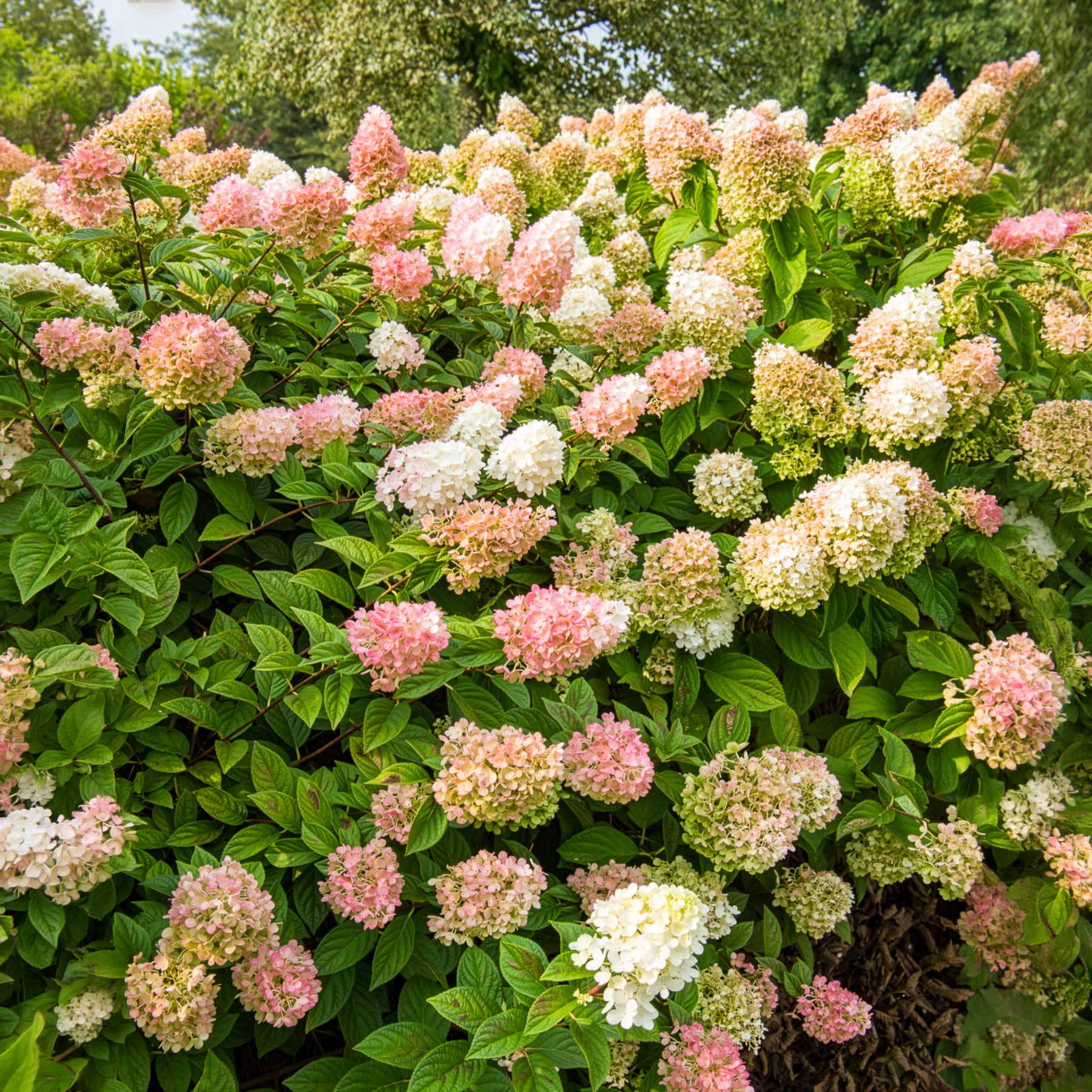 Rispenhortensie - Rispenhortensie Sundae Fraise® Rensun - Hydrangea paniculata Sundae Fraise® Rensun