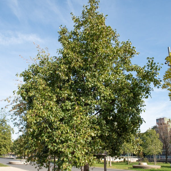 Herzblättrige Erle - Alnus cordata - Bakker