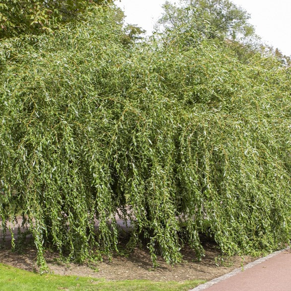 Korkenzieher-Weide ‘Tortuosa’ - Salix babylonica tortuosa - Bakker