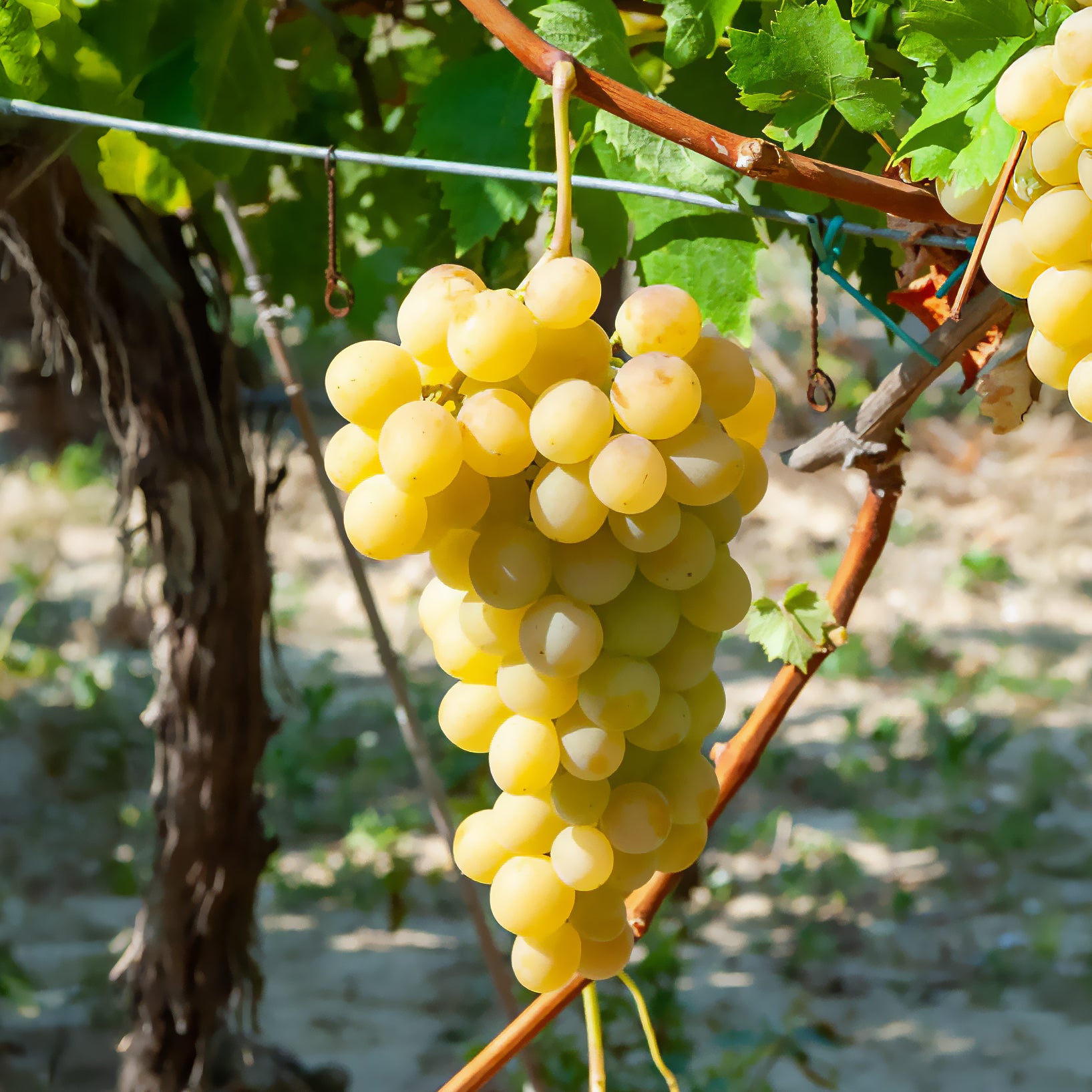 Italienische Weinrebe - Vitis vinifera Italia - Bakker