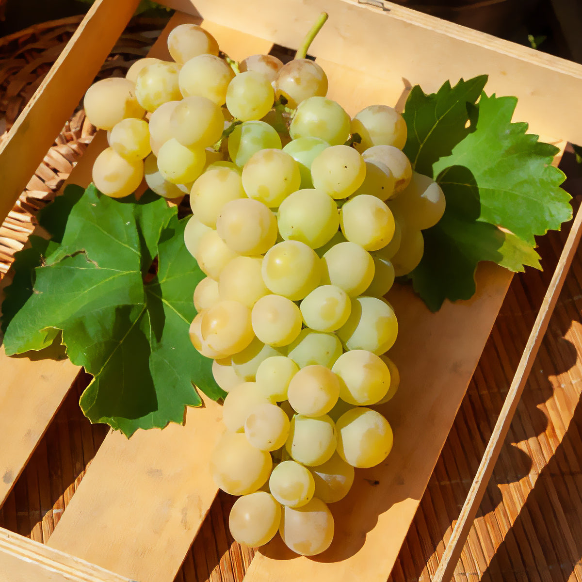Italienische Weinrebe - Bakker