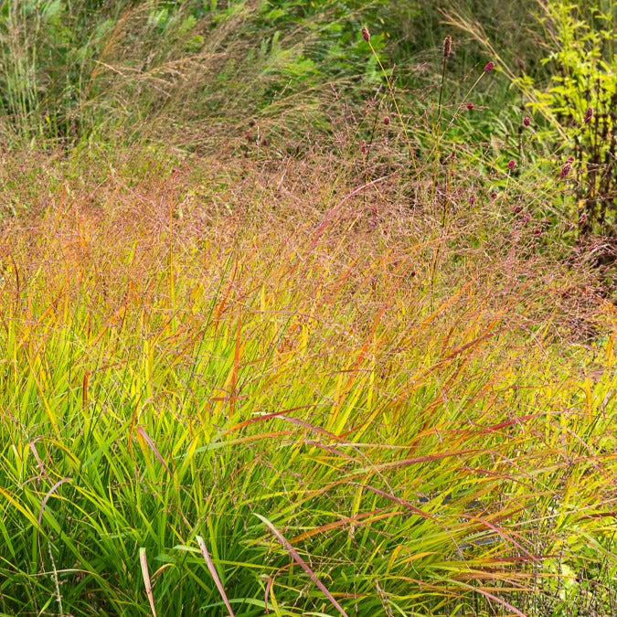 Panicum virgatum Rehbraun - Rotbraune Rutenhirse - Rispenhirse