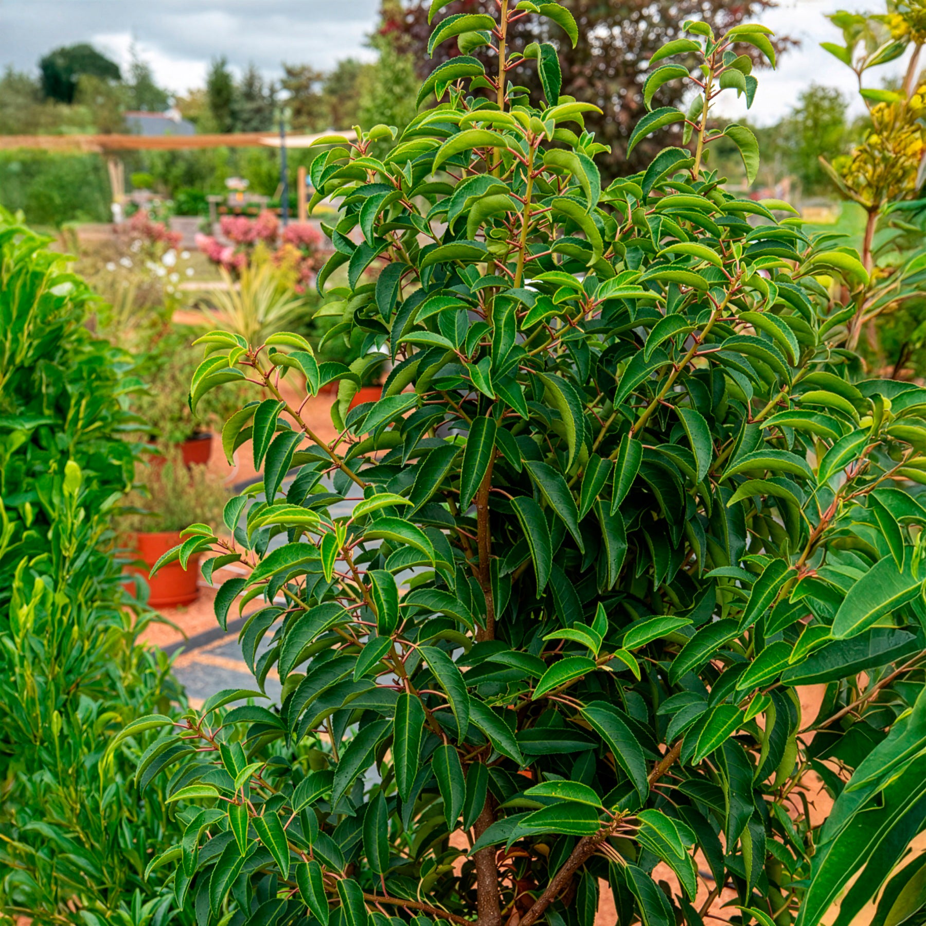 Portugiesischer Kirschlorbeer - Lorbeerbäume - Laurus Nobilis - Bakker