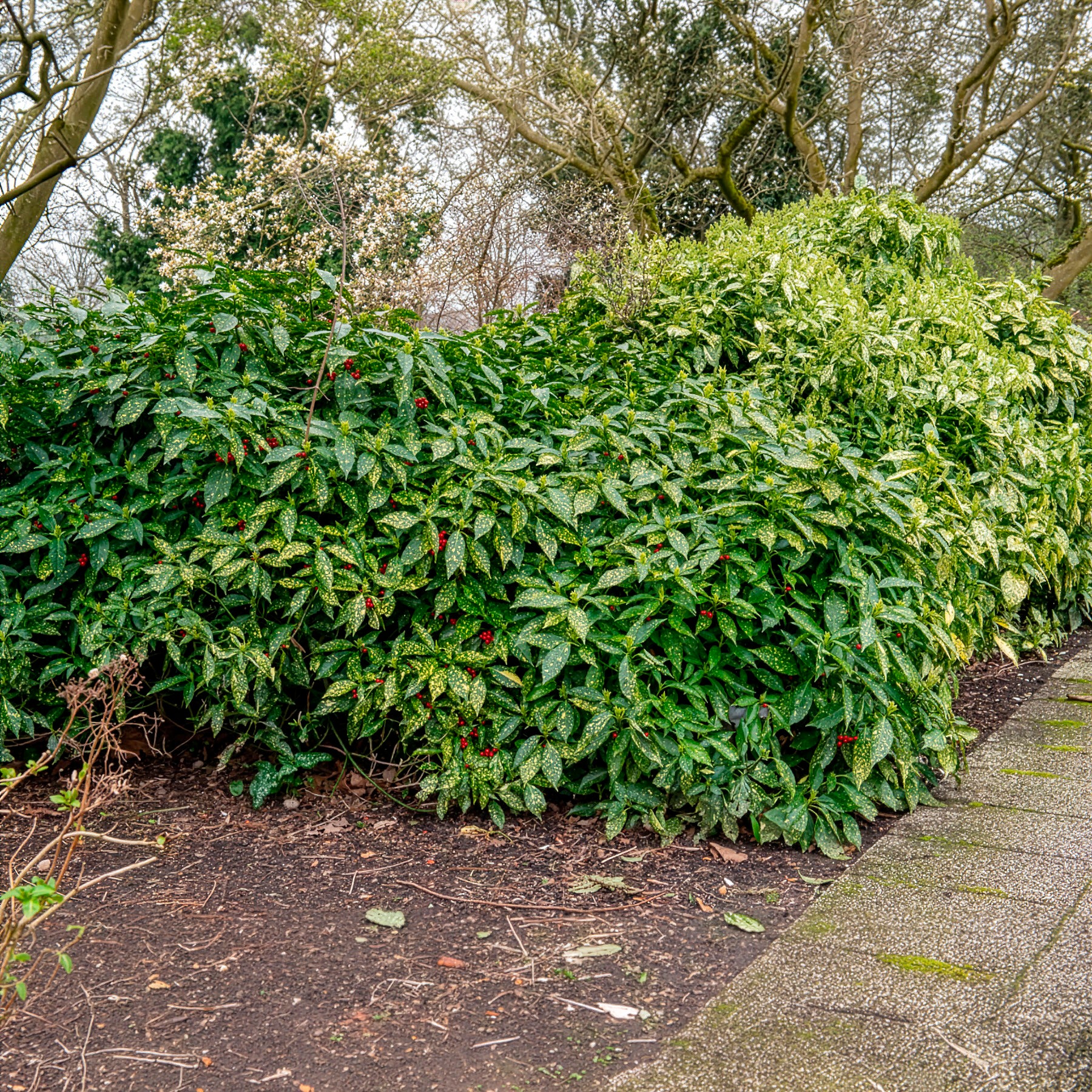 Aucuba japonica variegata - Japanische Aukube - Balkonblumen