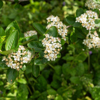 Aronia prunifolia 'nero' - Schwarzfruchtige Apfelbeere Nero - Sträucher