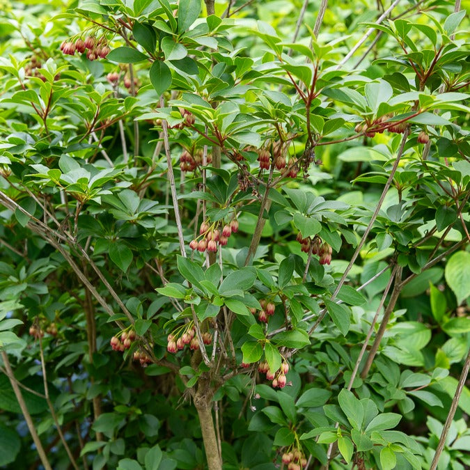 Glocken-Andromede ‘Red Bells’ - Enkianthus campanulatus red bells - Bakker