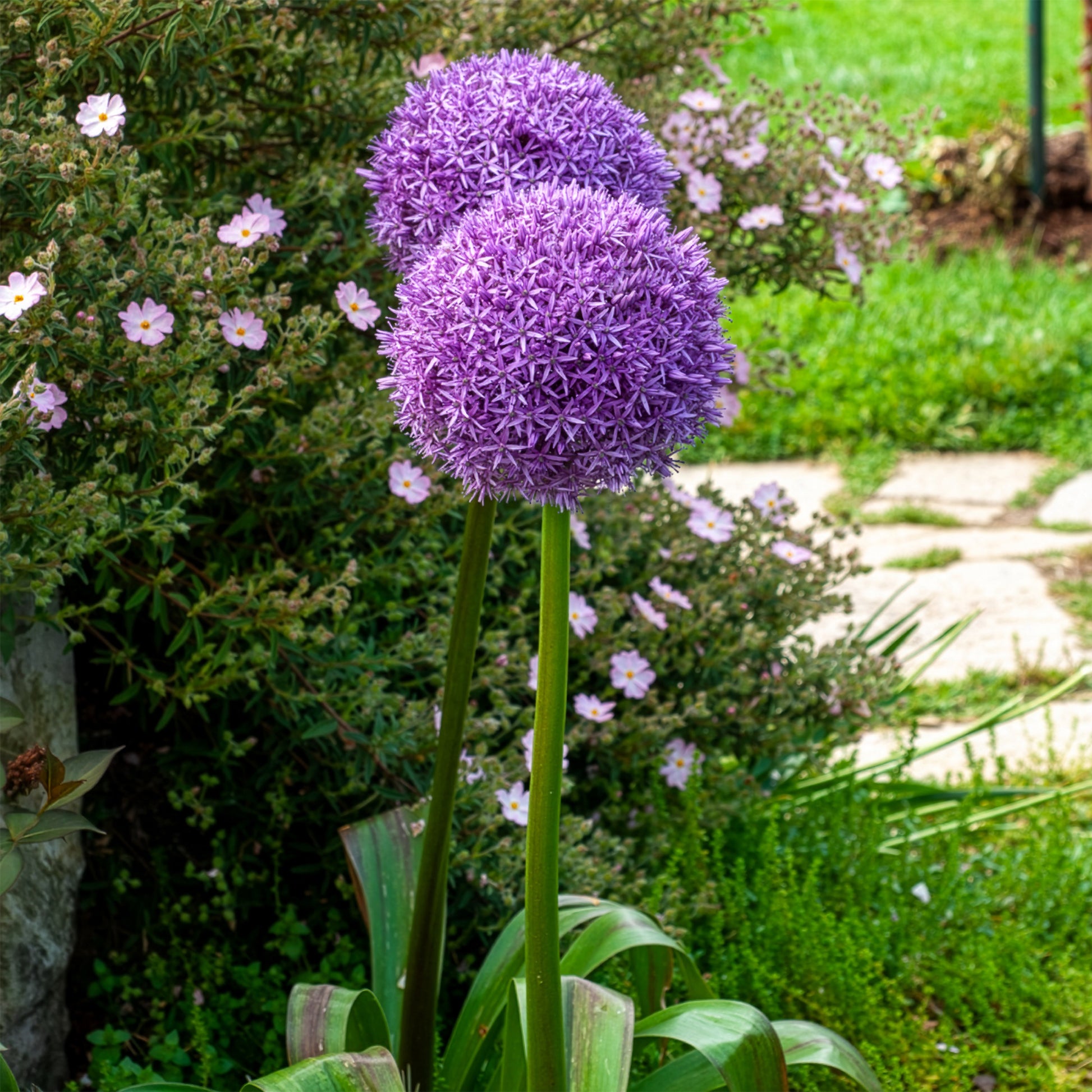 Riesen-Lauch - Allium giganteum - Bakker