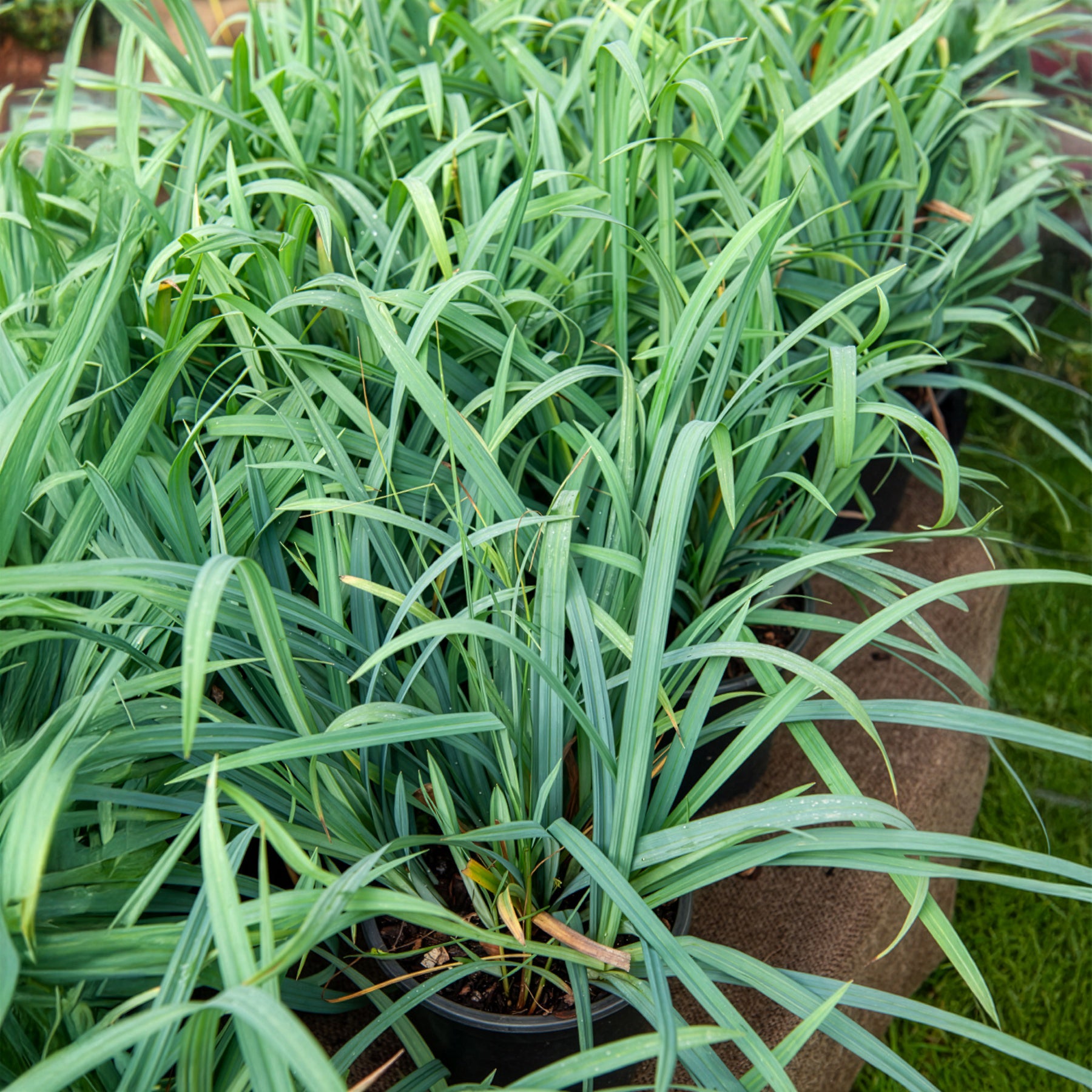 Segge ‘Bunny Blue’ - Carex laxiculmis Bunny Blue - Bakker