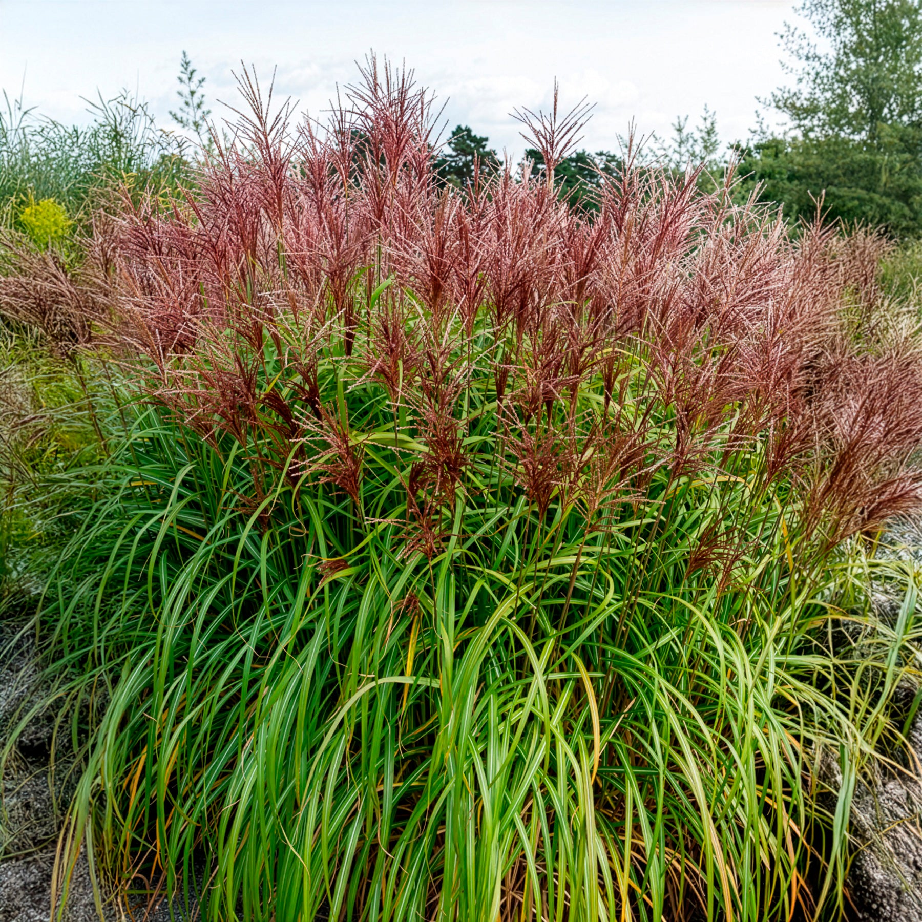 Miscanthus - Chinaschilf Malepartus - Miscanthus sinensis malepartus