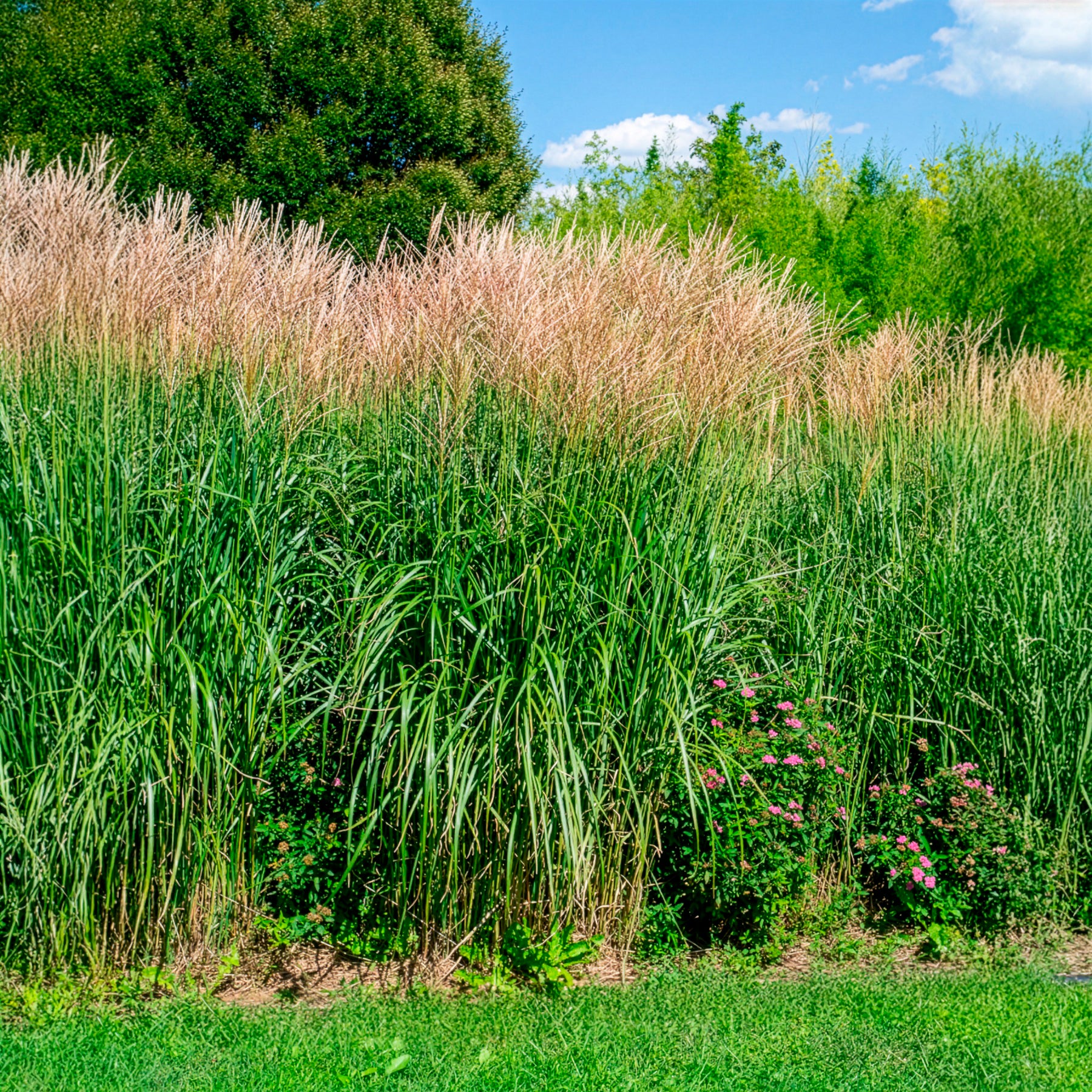 Miscanthus - Eulalie Silberfeder Chinaschilf - Miscanthus sinensis silberfeder