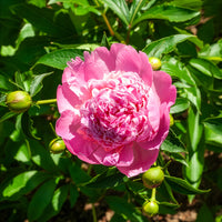 Pfingstrose Monsieur Jules Elie - Paeonia lactiflora Monsieur Jules Elie - Bakker